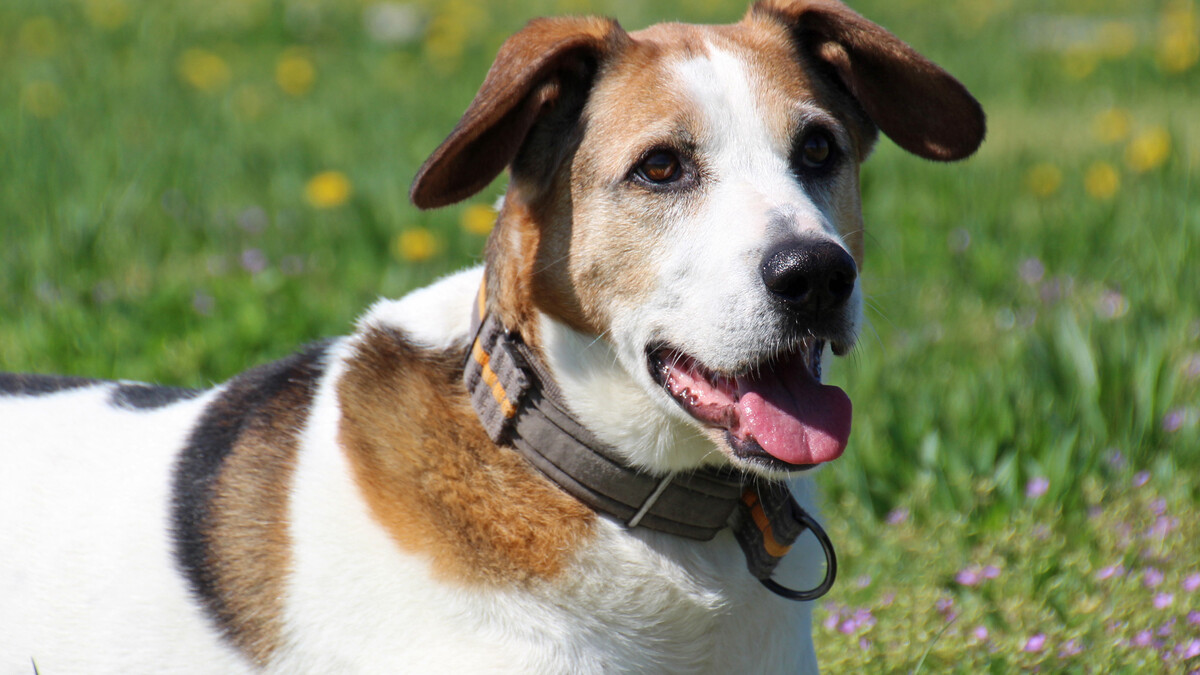 Foto Hund Sandro