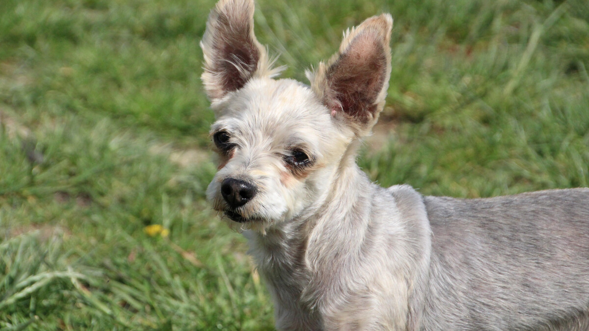 Foto Hund Ivy