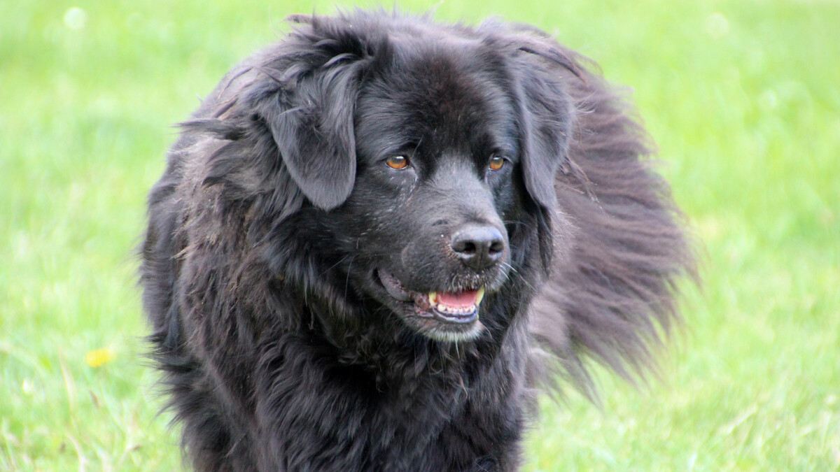 Foto Hund Rikka
