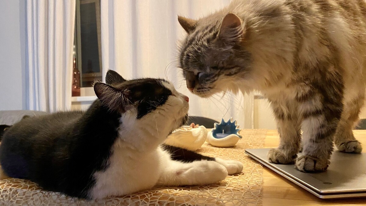 Milli und Chanel