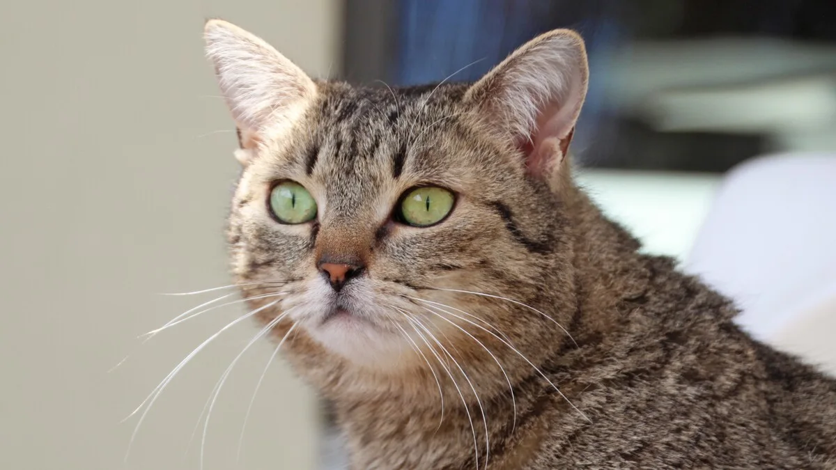 Endivia Blick in die Ferne