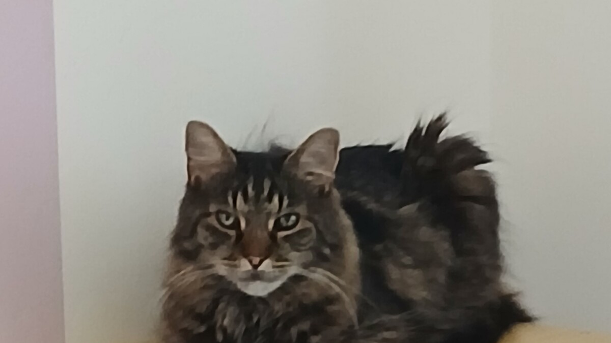 Charly