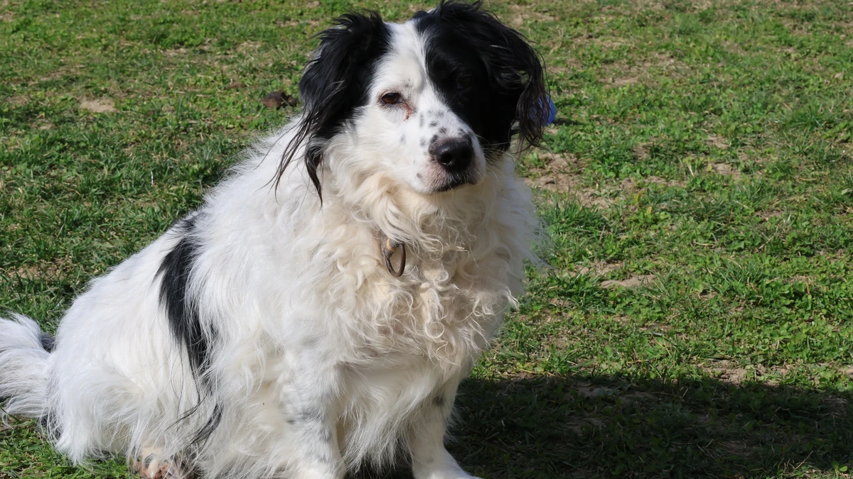 weiß schwarzer hund