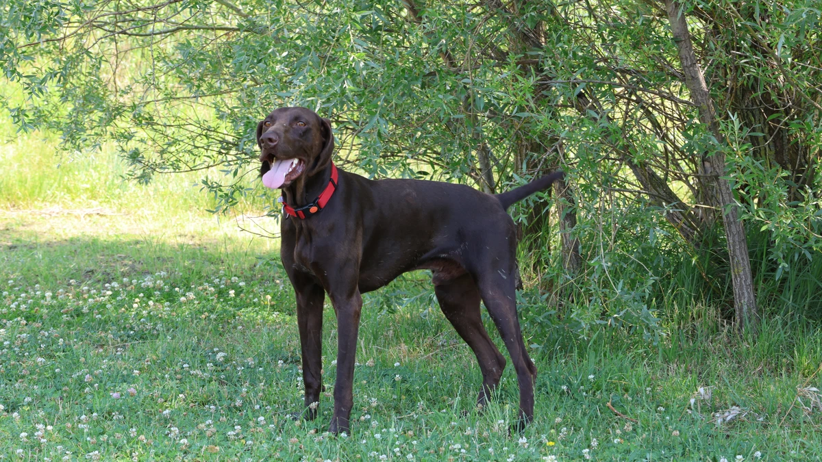 brauner jagdhund