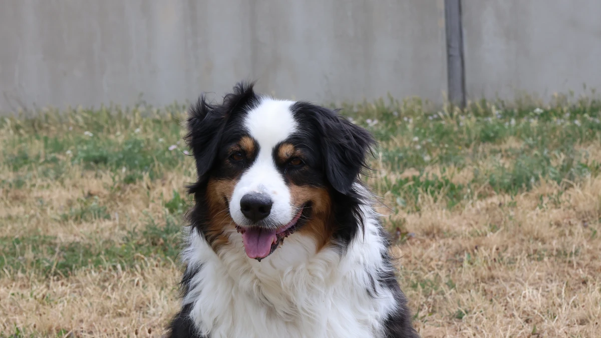 Australain Shepherd hündin