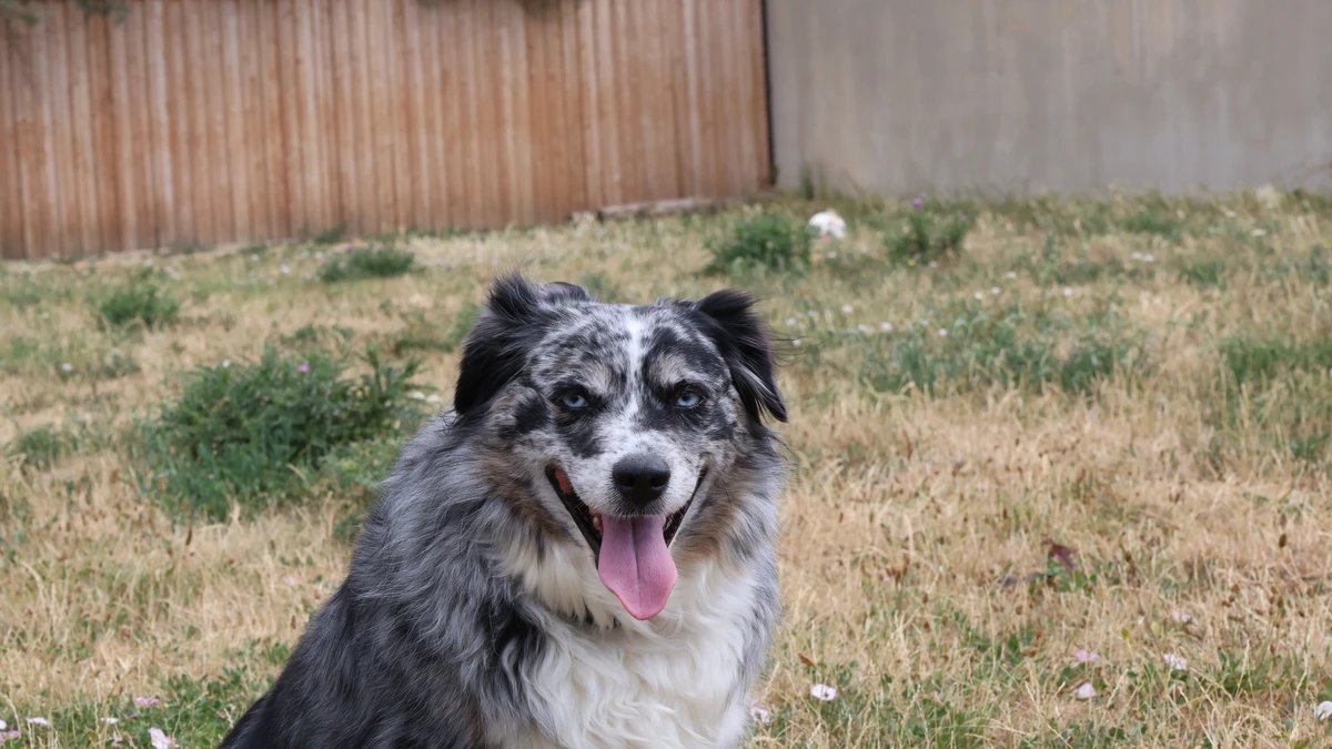 american shepherd hündin