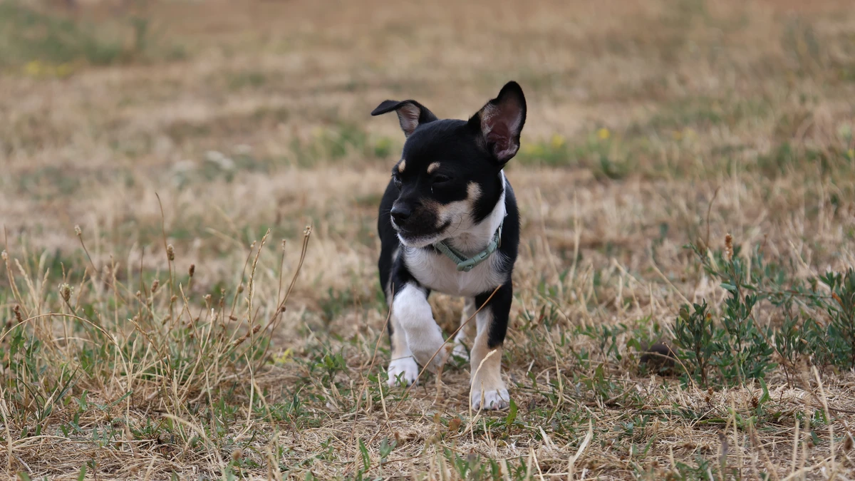 tricolor Chihuahua