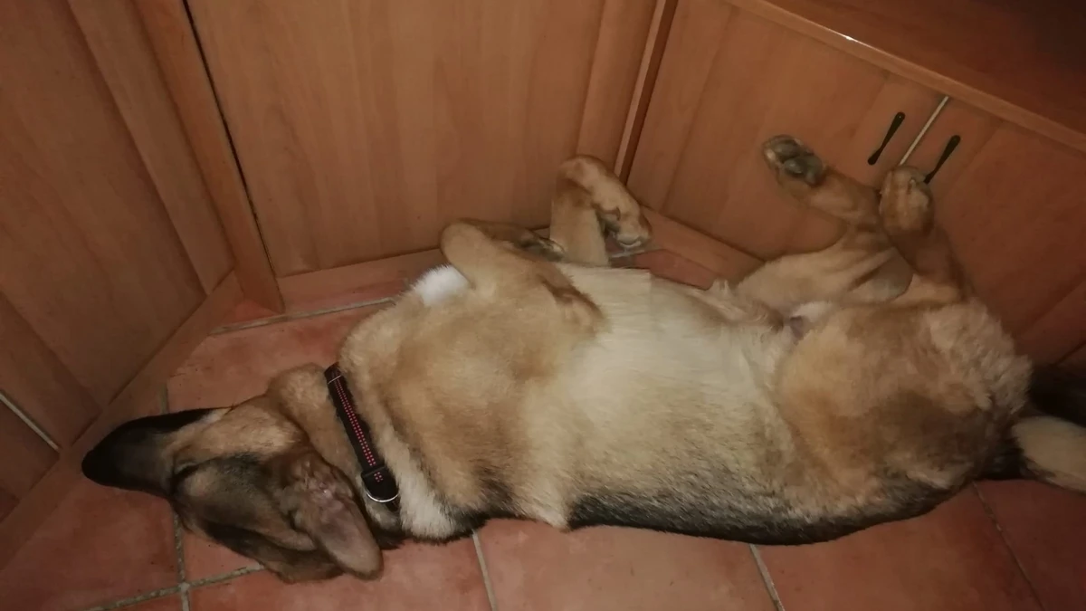 Bronko