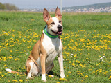 Foto Hund Torro