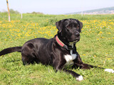 Foto Hund Wolfi im Liegen