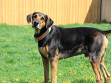 Foto Hund Cesar