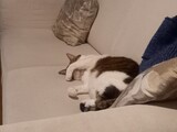 Sophie
