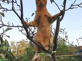 Maris am Baum