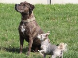 Sheila und Ivy
