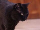 Filou und Cleo
