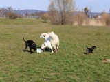Sonnenhunde beim Ballspiel