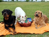 Sonnentiere beim Picknicken