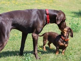 brauner jagdhund