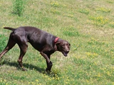brauner jagdhund