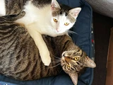 Lilly & Julie
