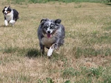 american shepherd hündin
