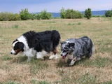 Australain Shepherd hündin