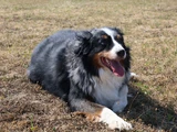 Australain Shepherd Mix Rüde