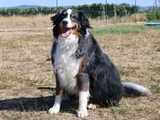 Australain Shepherd Mix Rüde