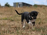 tricolor Chihuahua