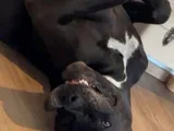 Akira