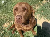 Hank