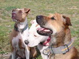 Brauner Hund