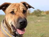 Brauner Hund