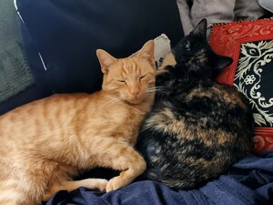 © UrheberIn Stella und Maris