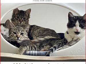 Bild von mehreren Katzen in einer Katzenhöhle