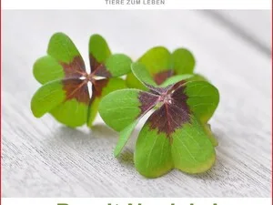 Zwei Kleeblätter auf einem Tisch