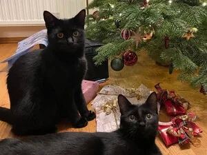 Hermine und Tequila.jpg