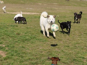 Sonnenhunde beim Ballspiel