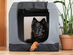 Hund liegt in einer Hundebox