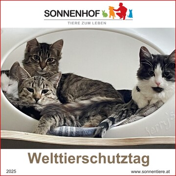 © Landestierschutz Burgenland Bild von mehreren Katzen in einer Katzenhöhle