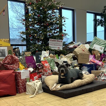 Sonnentier "Arthos" vor einem Berg von Weihnachtsgeschenken