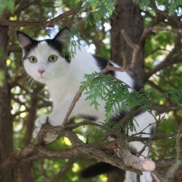 Moosi