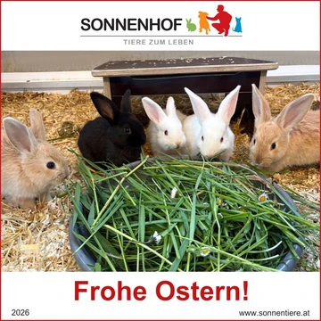 © Landestierschutz Burgenland Junge Kaninchen fressen Grünfutter