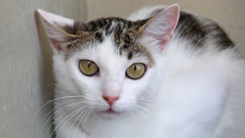 Katinka aus der Nähe