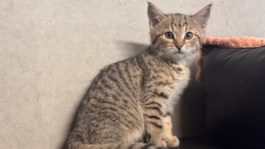 Braun getigerte Katze