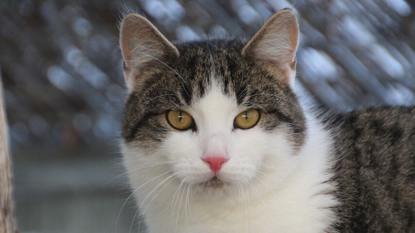 braun getigert weiße katze