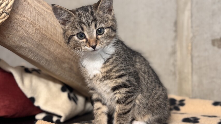 braun getigert weiße katze