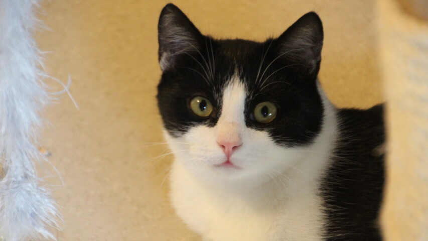 schwarz weiße katze