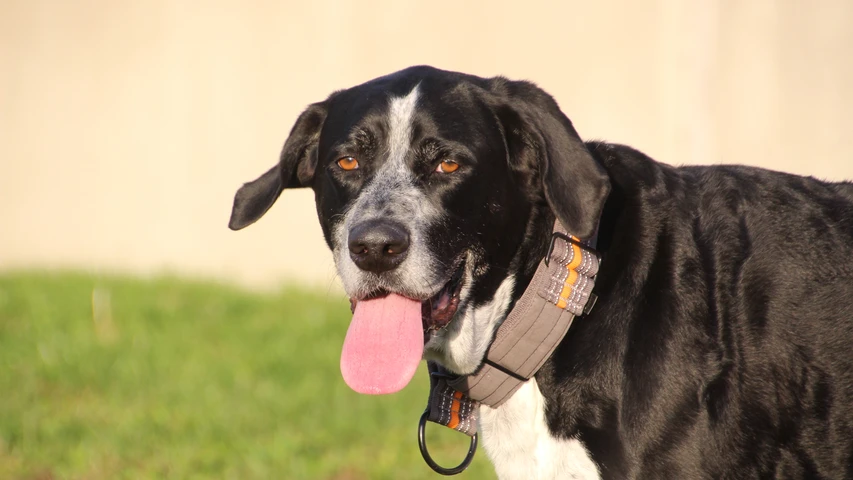 schwarz weißer hund