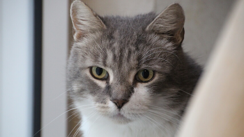 grau getigerte katze